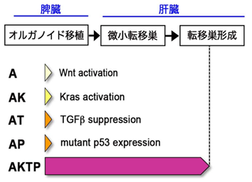 大腸がんの多様性が促進する転移機構を解明！
