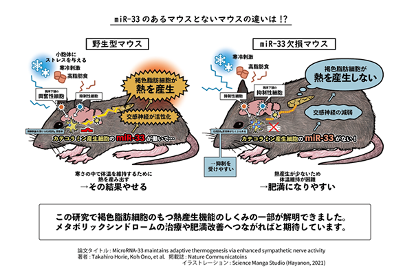 褐色脂肪細胞の燃焼を促す新たなメカニズムを解明～体の熱産生にマイクロRNA-33が関与～