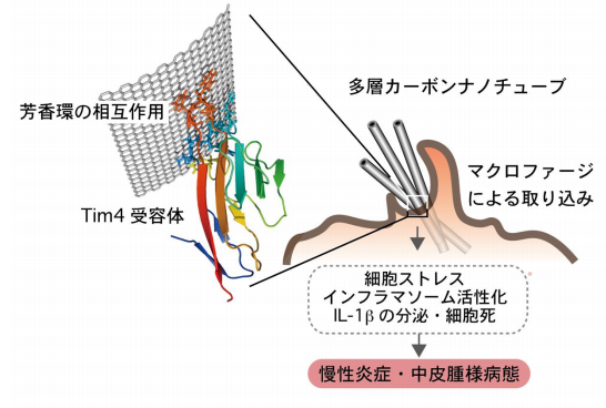 カーボンナノチューブの毒性発現機構の一端を解明 ～免疫細胞が病原体と誤認識して過剰応答～
