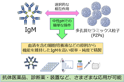 IgM抗体を精製するための実用的な技術を開発～新たな医療用抗体の創出へ～