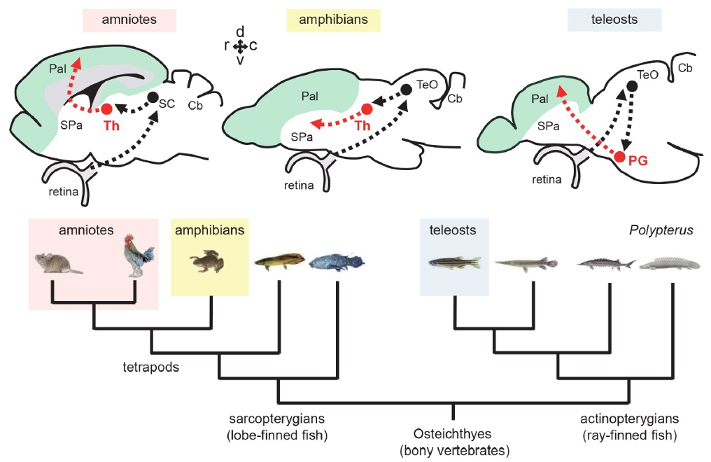 魚類と羊膜類における視覚系から終脳への中継核の収斂進化