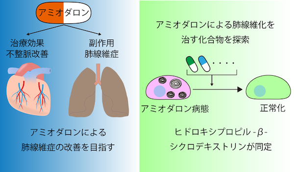 II型肺胞上皮細胞の特徴を再現できる細胞の作製に成功し、アミオダロン性肺障害を改善する化合物を同定