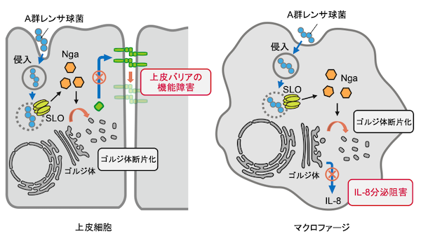 人食いバクテリアの新たな免疫回避機構を発見