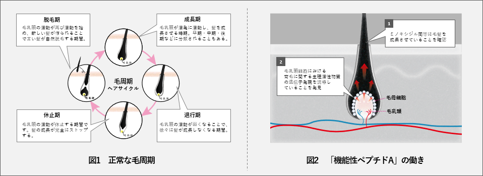 機能性ペプチドによる毛髪成長促進効果を発見～新たな育毛製品、スカルプケア製品への応用可能性～