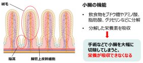 大腸に小腸特有の消化吸収機能を持たせる移植治療を開発