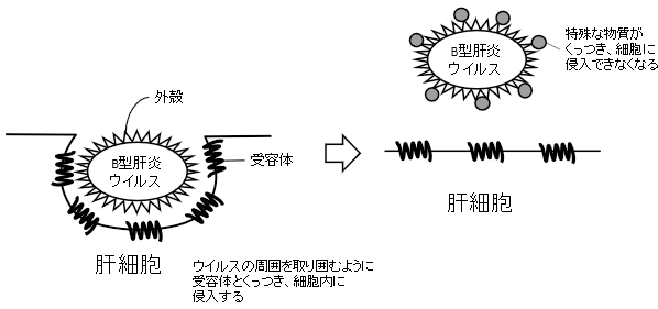 ”胆汁酸”がB型肝炎ウイルスの感染を制御～B型肝炎ウイルスの排除や感染予防に期待～