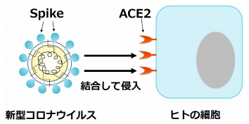 新型コロナウイルス感染症の治療に応用可能なSARS-CoV-2中和抗体を複数取得