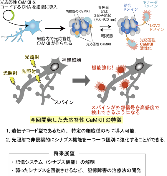 神経細胞シナプスの情報伝達効率を光で強化することに成功