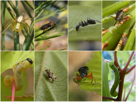 植食性昆虫と土壌菌が樹木の多様性の維持と遷移のカギを握ることを解明
