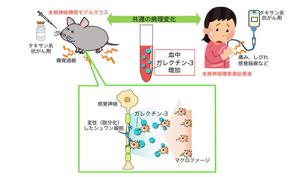 抗がん剤副作用の発症原因を新たに同定～新規の根本的予防・治療法の開発に向けて～