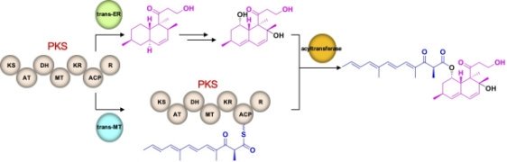 二種類の異なる分子骨格を作り出すポリケタイド合成酵素の発見