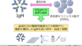IgM抗体を精製するための実用的な技術を開発～新たな医療用抗体の創出へ～