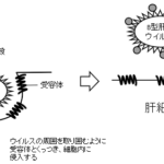 ”胆汁酸”がB型肝炎ウイルスの感染を制御～B型肝炎ウイルスの排除や感染予防に期待～