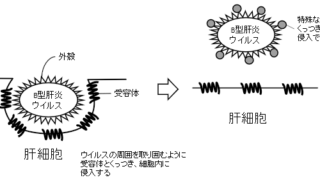 ”胆汁酸”がB型肝炎ウイルスの感染を制御～B型肝炎ウイルスの排除や感染予防に期待～