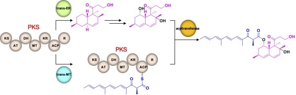 二種類の異なる分子骨格を作り出すポリケタイド合成酵素の発見