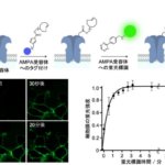 記憶や学習に関わる神経伝達物質受容体の迅速な蛍光標識に成功