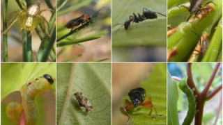 植食性昆虫と土壌菌が樹木の多様性の維持と遷移のカギを握ることを解明