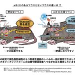 褐色脂肪細胞の燃焼を促す新たなメカニズムを解明~体の熱産生にマイクロRNA-33が関与~ 褐色脂肪細胞の燃焼を促す新たなメカニズムを解明~体の熱産生にマイクロRNA-33が関与~