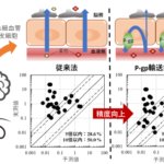 血液脳関門における薬物排出ポンプを考慮した薬物の脳移行性予測システムの開発