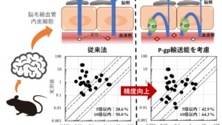 血液脳関門における薬物排出ポンプを考慮した薬物の脳移行性予測システムの開発