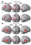 語学留学の脳科学的効用～外国語の習得によって言語野や感覚野の脳活動に変化～