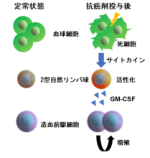 抗がん剤後の骨髄回復を促す新たなメカニズムを発見 ～自然リンパ球による緊急回復スイッチの作動～