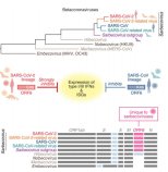 インターフェロン応答を阻害する新たなSARS-CoV-2たんぱく質の発見