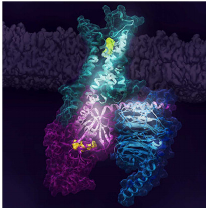 Gたんぱく質共役受容体活性化の鍵となる仕組みを解明