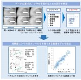 世界初 未来のシワを予測する数理モデルを開発