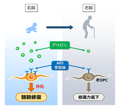 老いた脳の修復力を回復させるメカニズムを発見