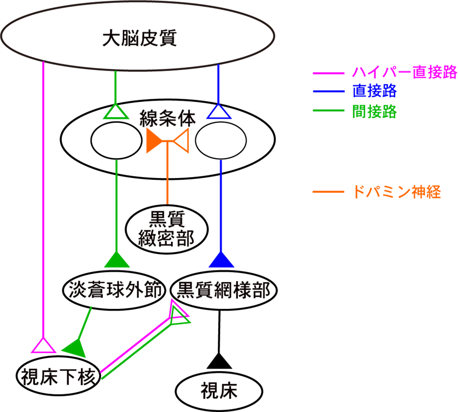 パーキンソン病治療薬の長期服用で生じる副作用のメカニズムを解明