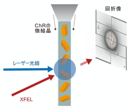 X線自由電子レーザーを用いて、 光照射によるチャネルロドプシンの構造変化の過程を捉えることに成功