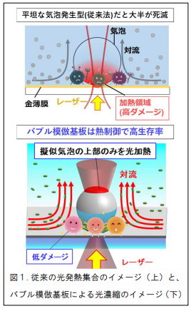 バブルを模倣した基板で乳酸菌を生きたまま大面積捕集できる原理を世界で初めて発見
