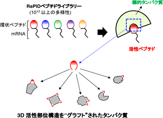 環状ペプチドの活性をあらゆるタンパク質に「コピー＆ペースト」することに成功