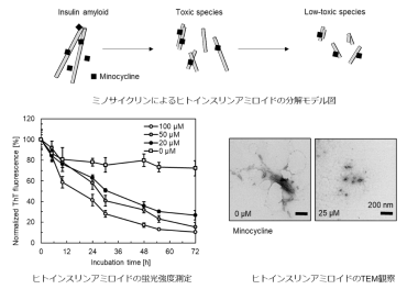 抗生物質によるインスリンアミロイドの毒性発現