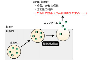 1つの細胞が異なるエクソソームを分泌する分子機構の発見 ～新たながん治療薬開発への応用に期待～