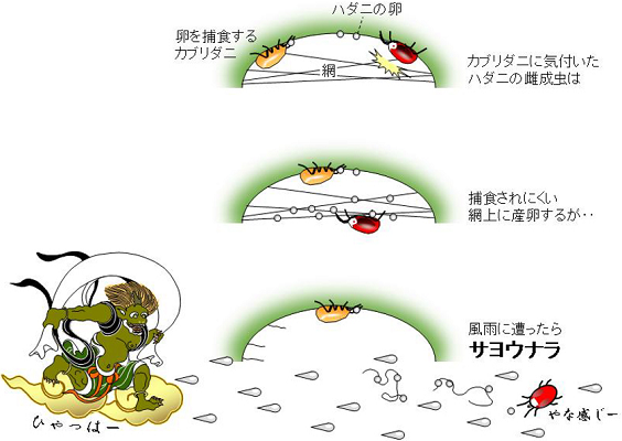 捕食者と風雨に対する害虫のジレンマを発見～捕食者は捕食するより大きな抑止力を及ぼす～