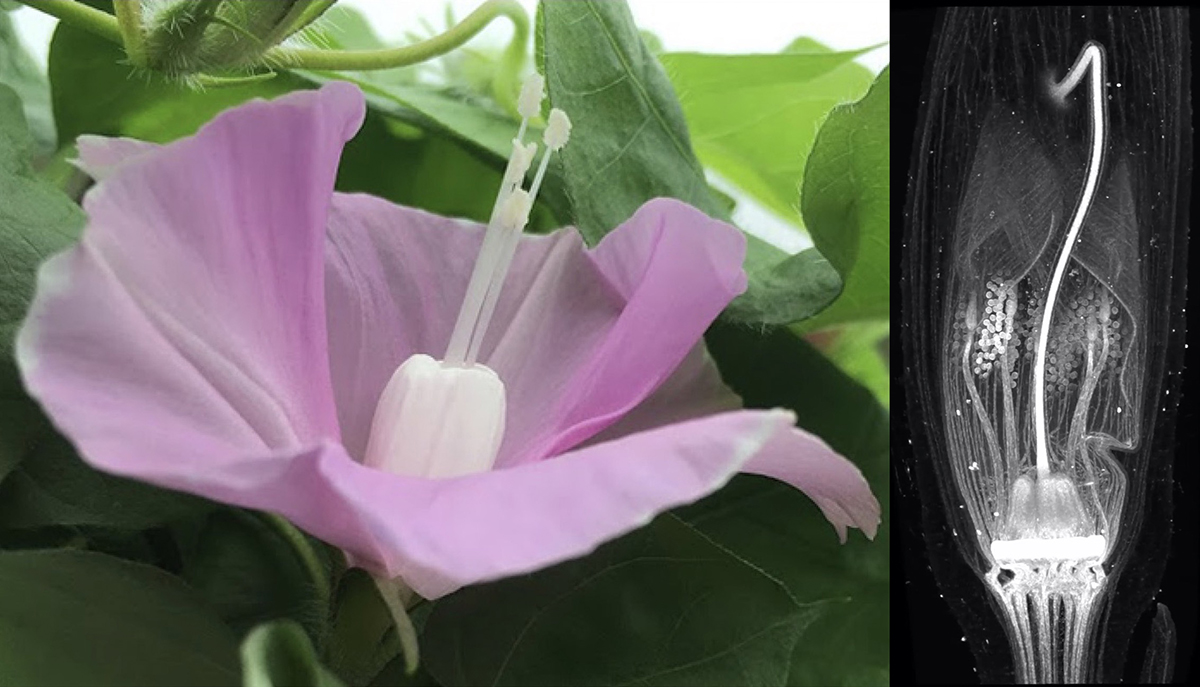 アサガオの花びら(花冠)がまっすぐに伸びる力学的な仕組みを解明