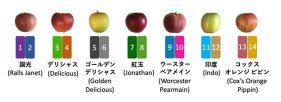 リンゴの品種改良に貢献した起源品種の遺伝領域