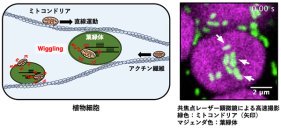 葉緑体との相互作用におけるミトコンドリア運動を発見