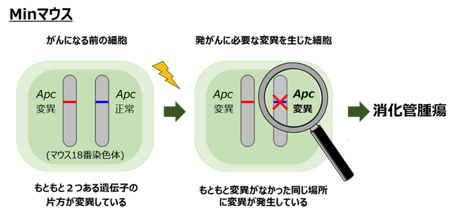 食習慣の改善が大腸がんの発生を抑制する可能性を示唆