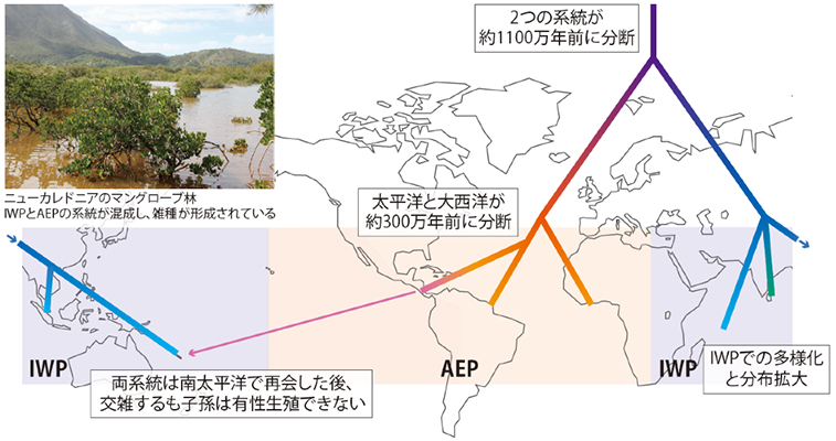 マングローブ植物の全球分布と分化過程を解明～ヤエヤマヒルギ属の種・地域を網羅した系統解析～