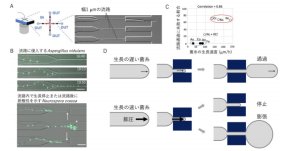 細い道ではスピード注意 ～カビが狭い空間を通過する能力は成長速度と相関する～