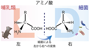 腸内細菌のD-アミノ酸が粘膜免疫を制御する仕組みを解明