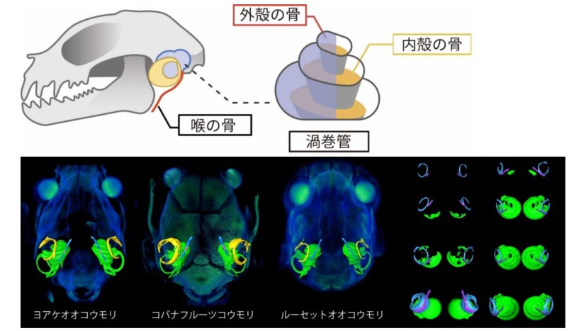コウモリ類の進化史を解明