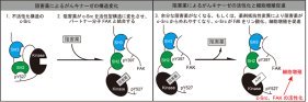 抗がん剤抵抗性の新規メカニズムの解明 ～薬剤抵抗性がん細胞は抗がん剤により増殖する～
