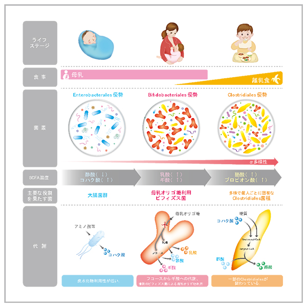 乳幼児期の腸内代謝産物(短鎖脂肪酸)の産生に関与する腸内細菌と産生経路を確認