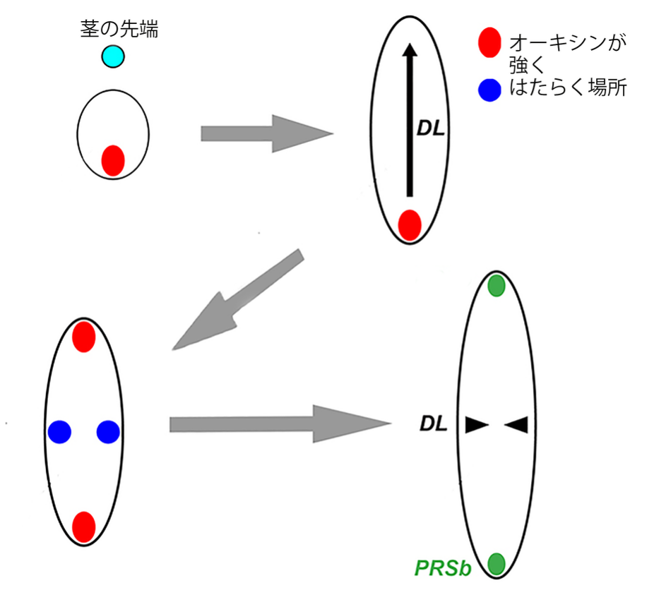 裏しかない葉が平たくなるための座標が判明～オーキシンを手がかりに葉を平たくする～