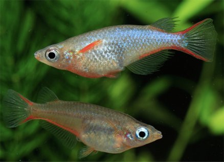 派手な雄は何のため? 〜熱帯メダカのゲノム解析が明らかにする性差の多様性の遺伝基盤〜