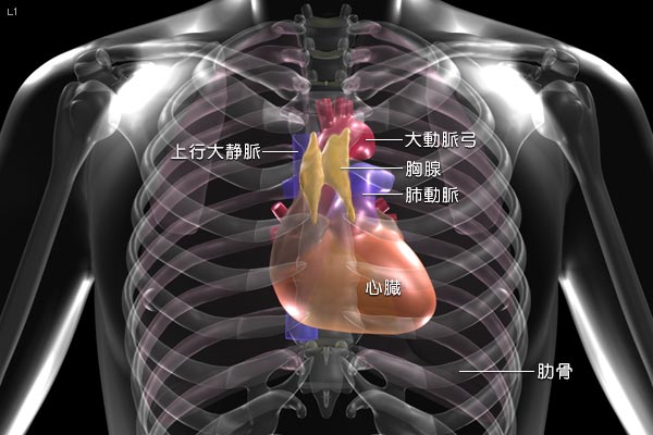 切除不能な胸腺がんで初めての治療薬承認～ 医師主導治験でアンメット・メディカル・ニーズに対応～